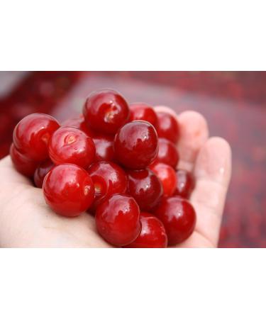 CherryActive Concentrate 946ml - 100% Montmorency Cherry Juice (1 Pack) - Buy Online on GoSupps.com
