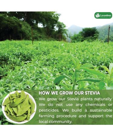 Lavendium 300+ Natural Stevia Leaves Whole Dried Leaves 100% Pure Stevia Dried Leaves Stevia Leaf Tea Zero Calorie Sweetener No Additives No Caffeine Vegan - Buy Online on GoSupps.com