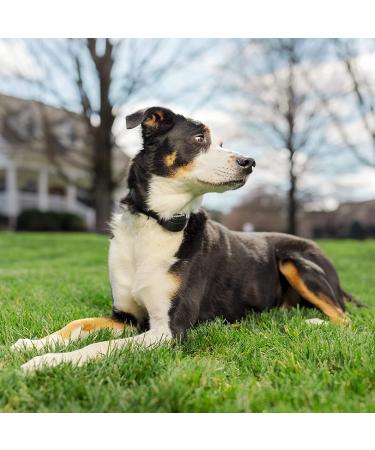 PetSafe Replacement Collar Strap for Bark Collars & Wireless Fences - Black - Buy Online on GoSupps.com