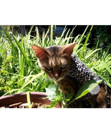 Mynwood Cheetah Cat Jacket & Harness | Escape Proof Design for Adult Cats | International Shipping Available - Buy Online on GoSupps.com