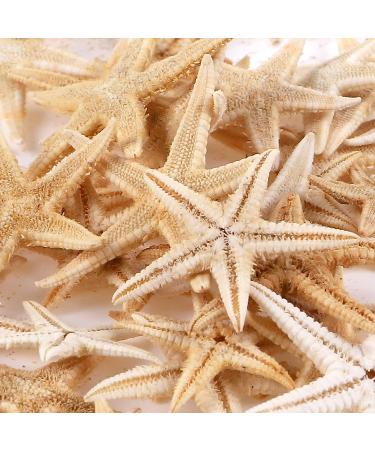 Pearl PCCLION Small Starfish Star Sea Shell Beach Craft 0.4-1 - 200 Pcs - Buy Online on GoSupps.com