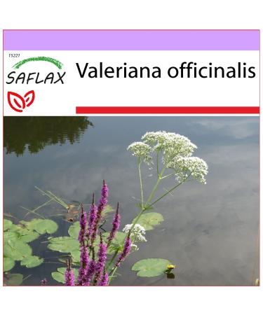 SAFLAX - Valerian officinale - 200 seeds - Valeriana officinalis