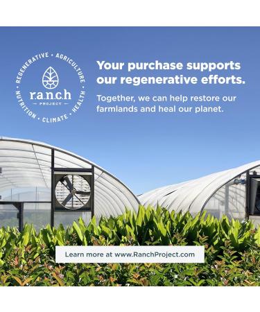 Ancient Nutrition Probiotics SBO Probiotics Berry Gummies 10 Billion CFUs*/Serving Healthy Digestive and Immune Response Support Gluten Free Reduces Occasional Bloating 60 Count - Buy Online on GoSupps.com