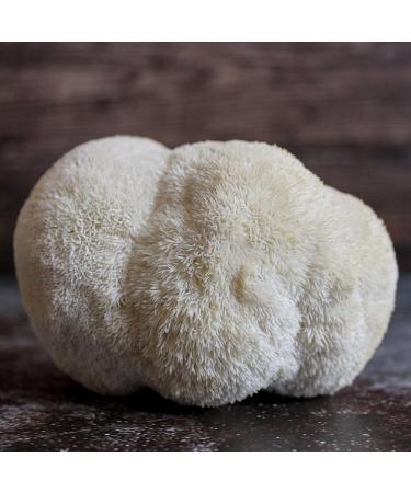 Lion's Mane | Live Liquid Mushroom Culture Syringe | Premium Commercial Grade | Gourmet/Medicinal Mushroom | Improve Memory and Depression | Contamination Free | Grow at Home | LABSIDE Industries - Buy Online on GoSupps.com