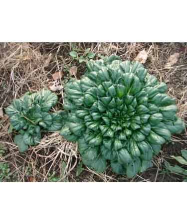 TAH TSAI Cabbage * Rich in vitamins * Soup and meat dishes * Easy to Grow