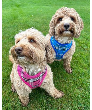 Bunty Tartan Small Dog Harness - Adjustable No Pull Puppy Harness for Small Dogs - Soft, Breathable, Anti-Pull - Red - Buy Online on GoSupps.com