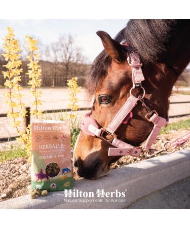 Hilton Herbs Herballs 100% Natural Horse Treats No Added Sugar Molasses-Free Horse Treats Healthy Horse Treats. 2 kg Garlic Mint Oregano Rosemary Alfalfa Linseed Wheat. 2 kg (Pack of 1) - Buy Online on GoSupps.com