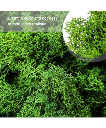 TKOnline 4 oz Preserved Green Moss for Fairy Gardens, Potted Plants, DIY Crafts, Floral Projects, Weddings - Buy Online on GoSupps.com