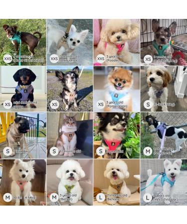 Shop Bella & Pal Air Mesh Dog Harness for Small Dogs | Reflective & Breathable with Leash - Perfect for Puppies & Cats - XS (30-35cm) - Buy Online on GoSupps.com