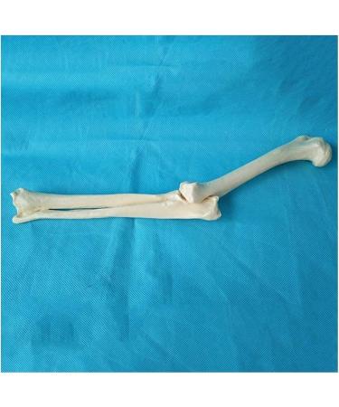 Elbow Joint Model of Dog SSkeleton Bone Model of Dog Ulna Humerus Radial Model - Buy Online on GoSupps.com