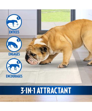 OUT! Heavy Duty XXL Dog Pads - 30 Absorbent Pet Training Pads | 26 x 30 Inches - Buy Online on GoSupps.com