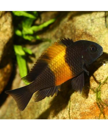 JBL PRONOVO MALAWI FLAKES M 250ml - Buy Online on GoSupps.com