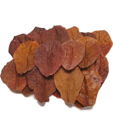 Garnelen4you Sea Almond Leaves | Premium Feed & Water Treatment for Shrimp Fish Crabs & Snails | 40 Pieces | Eco-Friendly Packaging - Buy Online on GoSupps.com