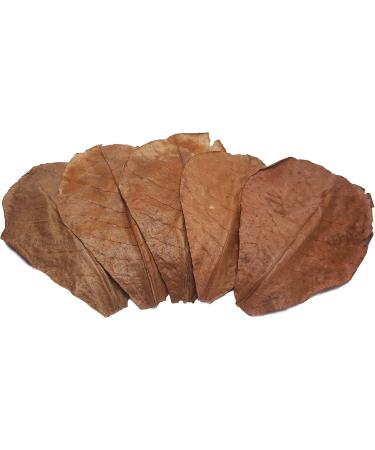 Garnelen4you Sea Almond Leaves | Premium Feed & Water Treatment for Shrimp Fish Crabs & Snails | 40 Pieces | Eco-Friendly Packaging - Buy Online on GoSupps.com