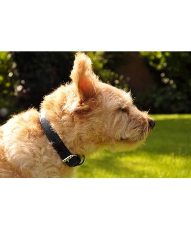 Premium Leather Dog Collar with Sniffing Fans Padded & Robust for All Sizes (M: 28-36cm Black) - Buy Online on GoSupps.com
