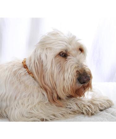 Buy Baltic Amber Dog & Cat Necklaces | Natural Tick & Flea Protection | 46 cm Leather Strap - International Shipping Available - Buy Online on GoSupps.com