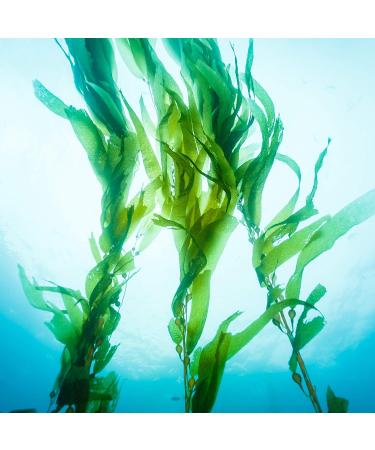  PETAL FRESH Petal Fresh Shampooing Seaweed & Huile d'Argan 475ML - Buy Online on GoSupps.com