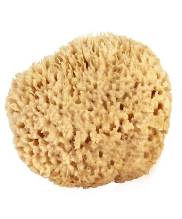 Sea Wool Sponge 6-7" (X-Large) by Bath & Shower Express Natural Renewable Resource Esponja for Body Genuine Exfoliating Skin Wash