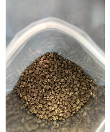 Ambrette Seed Musk Scent Abelmoschus Moschatus Vegan Botanical Natural Cruelty Free Deer Musk Grind Seed to Release Aroma 8 oz - Buy Online on GoSupps.com