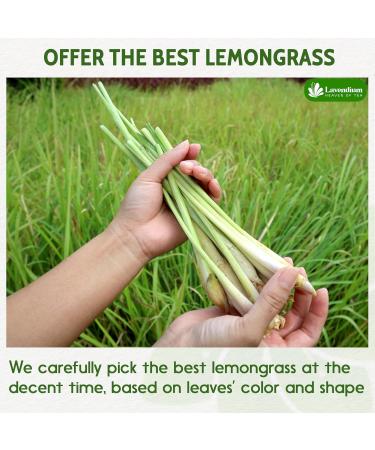 Lavendium 200g (7oz) Lemongrass Dried Leaves (Cut & Sifted) 100% Natural & Pure Lemongrass leaves Lemongrass Herbal Tea. Lemongrass Leaf Tea. No Sugar No Caffeine No Gluten Vegan. Lemongrass 200 Gr - Buy Online on GoSupps.com