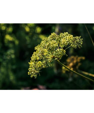 Cumin Seeds 5 lb - Non-GMO Verified, Fragrant Spice for Mexican, Middle Eastern & Indian Dishes - High in Iron, Magnesium & Fiber - Vegan, Kosher Bulk Pack - Jeera Seeds - Buy Online on GoSupps.com