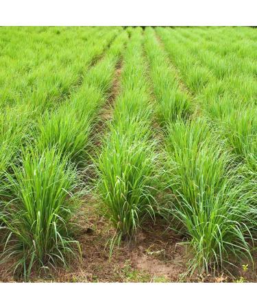 Organic Lemongrass Essential Oil (2 Pack) - 100% Pure USDA Certified Aromatherapy for Pain Relief, Skin Health, Circulation - 10 ml (2pk) - Buy Online on GoSupps.com