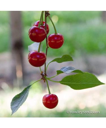 Dried Tart Montmorency Cherries (16 oz.) - Country Spoon - Buy Online on GoSupps.com