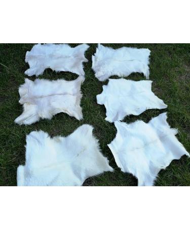 Provellus Goatskins Goat Fur No Odour Top Tanning Natural Bargain (Light Pack of 5 70-90 cm) - Buy Online on GoSupps.com