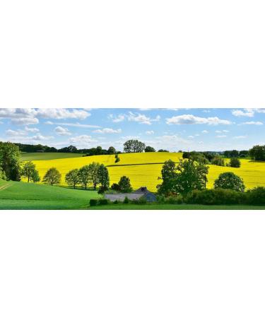 Buy LanDixx 1 kg Rapeseed - Ideal for Heat Pads & Hand Therapy | International Shipping - Buy Online on GoSupps.com