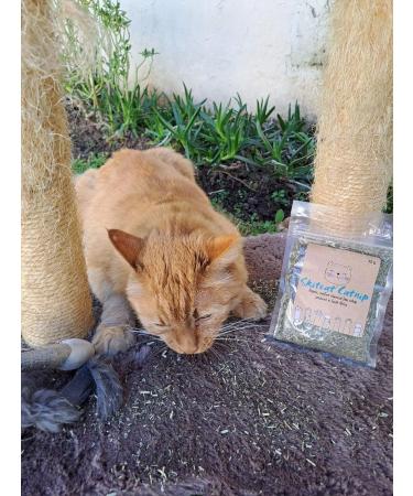 Skitcat Catnip 15g - Natural Catnip for Cats | Cat nip | Cat Treats | Extra Strong Sustainably Farmed Pesticide Free - Buy Online on GoSupps.com