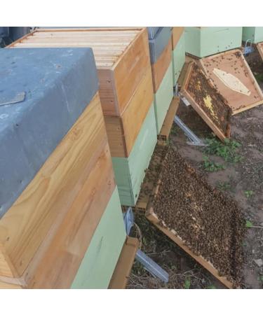 MAYAUBS Miel Pur Produit en France 100% Naturel | Pots de 250 et 500g | Issue d'un Savoir-faire Artisanal | Fran ais Manuka Thym Aphrodisiaque Cru Coffret Id e Cadeau (500 Sapin) - Buy Online on GoSupps.com