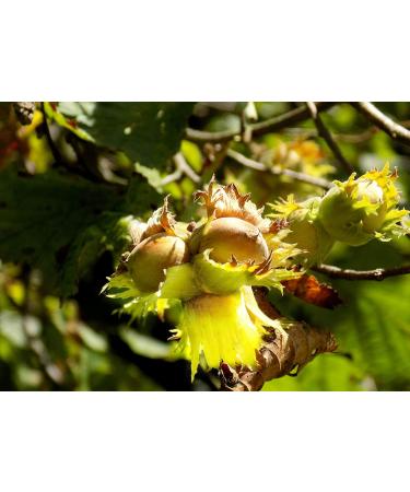 Organic Raw Blanched Hazelnuts 2 Pounds - Non-GMO Filberts - Unsalted, Unroasted, Vegan - Bulk Nuts for Desserts and Nut Butter - Protein-Rich Option - Buy Online on GoSupps.com