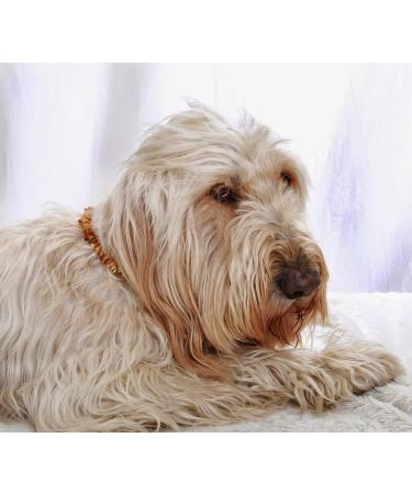 Buy Baltic Amber Dog Neck Chain | Flea & Tick Protection for Dogs & Cats - 52 cm Leather Strap - Buy Online on GoSupps.com