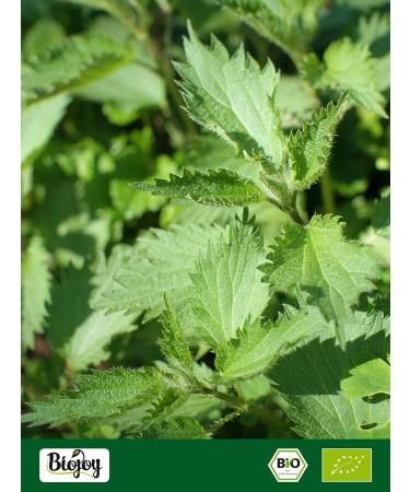  Biojoy Biojoy Organic Nettle Tea (100 g) dried and cut Nettle leaves (Urtica dioica) - Buy Online on GoSupps.com
