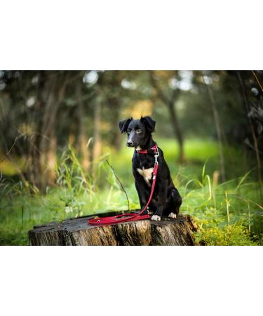 Buy JULIUS-K9 225CG-R Adjustable Red-Grey Dog Collar 25mm (39-65 cm) - Premium International Shipping - Buy Online on GoSupps.com