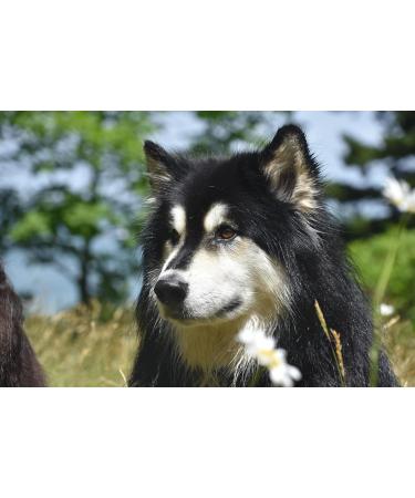 Canina Pharma Caniletten 300g - Buy Online on GoSupps.com