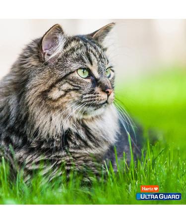 Hartz UltraGuard Pro Flea & Tick Prevention for Cats 5 lbs+, 6 Monthly Treatments - Buy Online on GoSupps.com