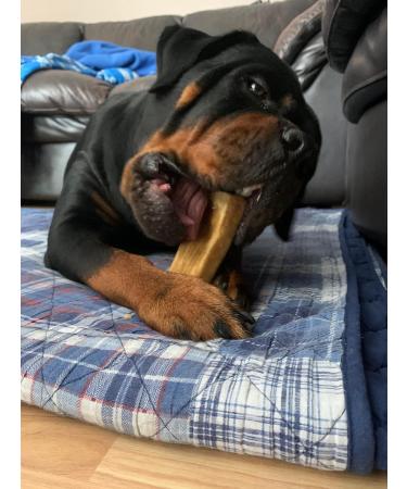 Himalayan Yak Cheese Dog CHEW (Large 4 Chews) Cheese Bone - Cheese Bones for Dogs - Dog CHEW - Long Lasting - Dental CHEW Cheese CHEW - for Aggressive CHEWERS Dog Treats 1 count (Pack of 4) - Buy Online on GoSupps.com