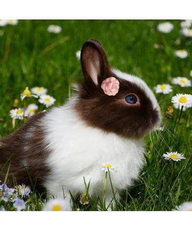 Buy Hayaww 5 PCs Dog Hairpins & Clips - Pink Pet Accessories for Small Dogs & Cats - Buy Online on GoSupps.com