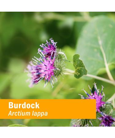 Herb Pharm Burdock Blend Liquid Extract - 4oz Bottle for Cleansing & Detoxifying - Pack of 1 - Buy Online on GoSupps.com