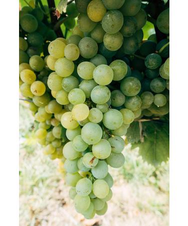 Spontaneous Vinegar of Glera the Prosecco grape produced with a slow natural acetification without machines and without additives - Buy Online on GoSupps.com