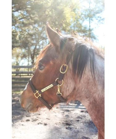 Tack Shack Turnout Leather Halter for Horses | Engraved Name Plate | Brown Leather, Solid Brass | Warmblood Size - Buy Online on GoSupps.com
