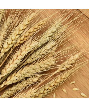 YoleShy Dried Wheat Stalks - 200 Stems Natural Wheat Decor (15.7 Inches) - Ideal for Home, Kitchen, Christmas, Wedding - 200 Pcs - Buy Online on GoSupps.com