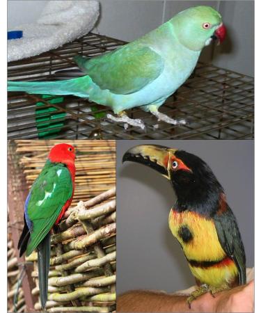 Buy Aviator Bird Harness X-Small Black - Ultimate Comfort & Safety for Your Pet Bird | International Shipping Available - Buy Online on GoSupps.com