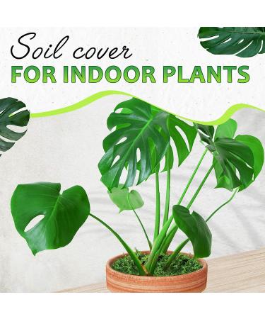 DUSPRO Green Moss: Artificial Moss for Crafts, Potted Plants, Table Decor, Weddings & DIY Projects - 140gr - Buy Online on GoSupps.com