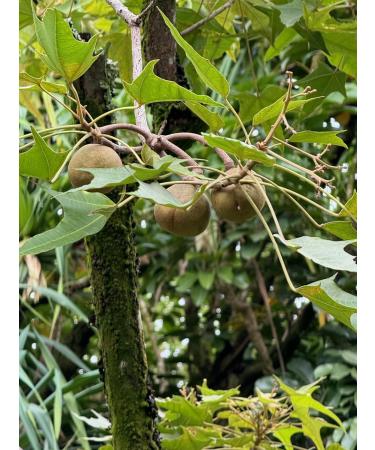 Kukui and Marula Lotion. Unique blend of Kukui Marula and Shea Butter creates a powerful non-greasy long lasting skin moisturizer. Paraben Free Sulfate Free Cruelty Free - Buy Online on GoSupps.com