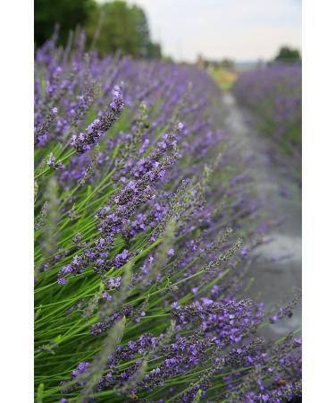 Victoria's Lavender Aromatherapy Body Mist Spray - Natural After Sun Aloe Vera Spray with Lavender Oil - Hydrating & Soothing - 4 oz - Buy Online on GoSupps.com