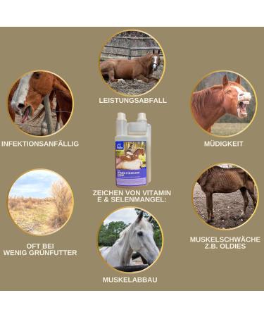 Selenium Vitamin E Lysine Liqud + Pate for Horses Maintain Healthy Musculature Vitamin E-Selenium Lysine Amino Energy for Physical Condition Muscle Performance Horse 30 ml 1 L - Buy Online on GoSupps.com