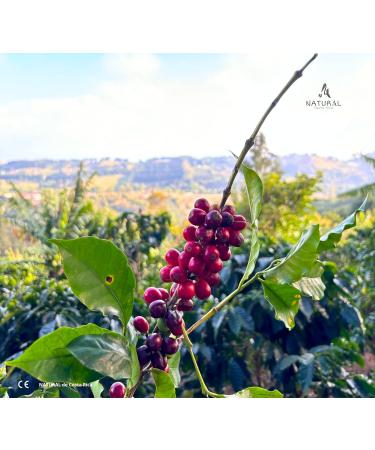 NATURAL from Costa Rica | Pure Gourmet COCOA | Unsweetened Natural Roasted Cocoa | Pure Cocoa Fiber | Eat & Melt | Gift | Tropical | Grown by Women | 450g - Buy Online on GoSupps.com