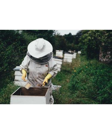Premium Bees Pollen 1 kg - Pure Residue-Free Sweet & Mild Quality for Health | International Shipping - Buy Online on GoSupps.com